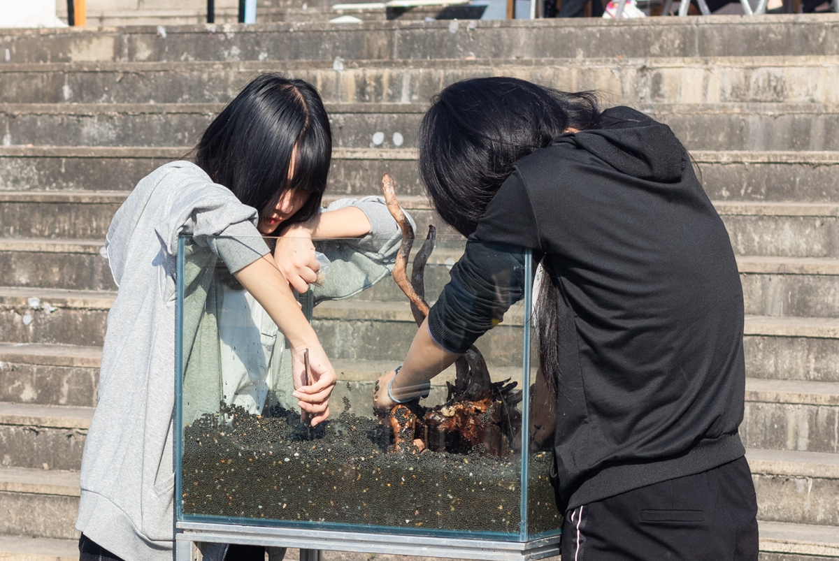 OK138太阳集团同学共同协作进行水族造景大赛(学通社记者 吴奕彤 摄) OK138太阳集团同学共同协作进行水族造景大赛(学通社记者 吴奕彤 摄)