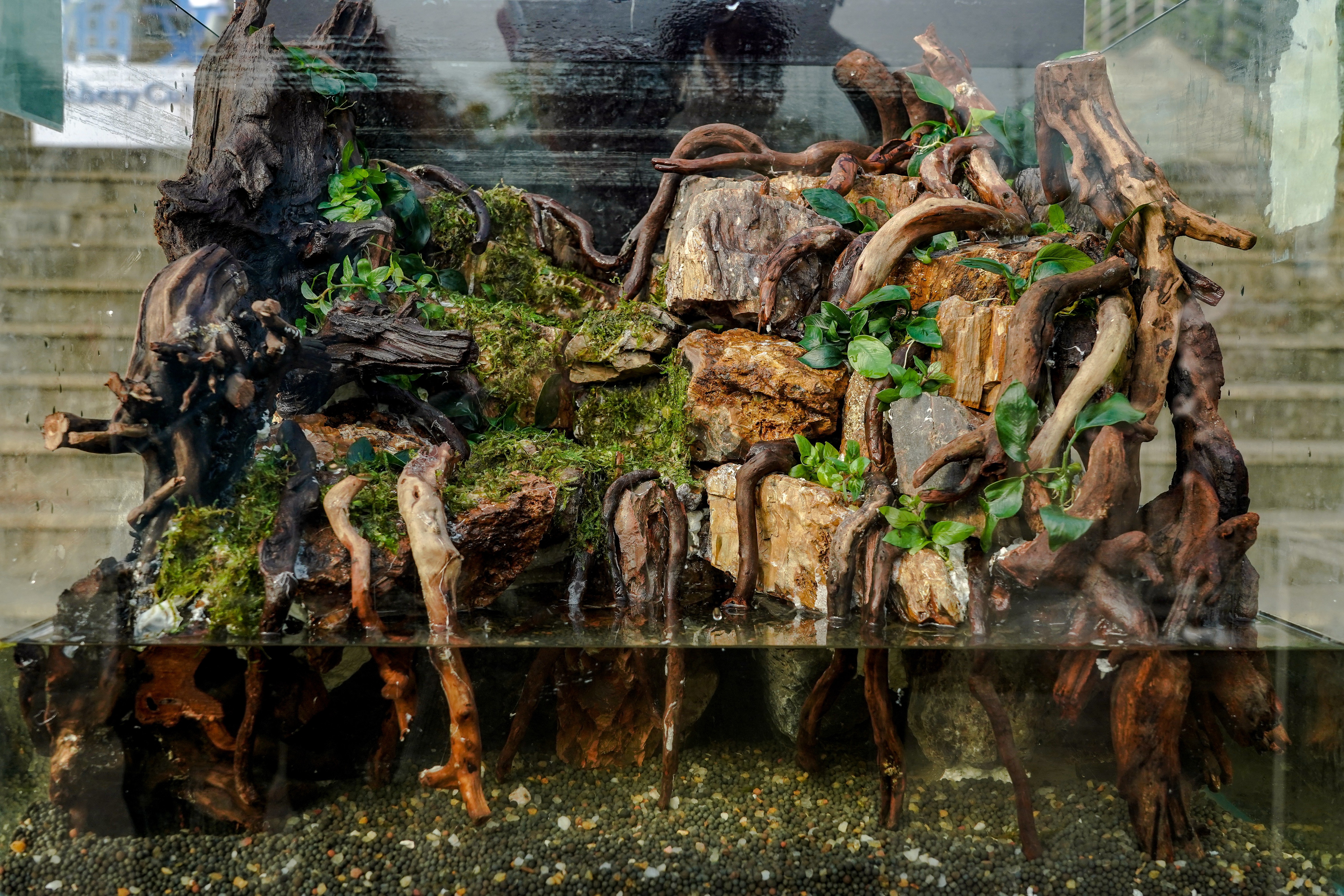 造景作品《崖洞》(OK138太阳集团记者 孙一享 摄)